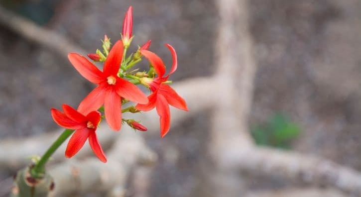 Gesundheit aus der Natur: Huanarpo Macho Benefits für Männer