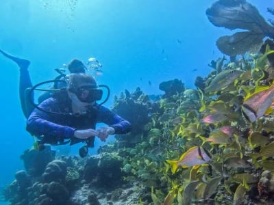 Tauchschule Playa del Carmen: Deutschsprachige Dive-Guides inklusive