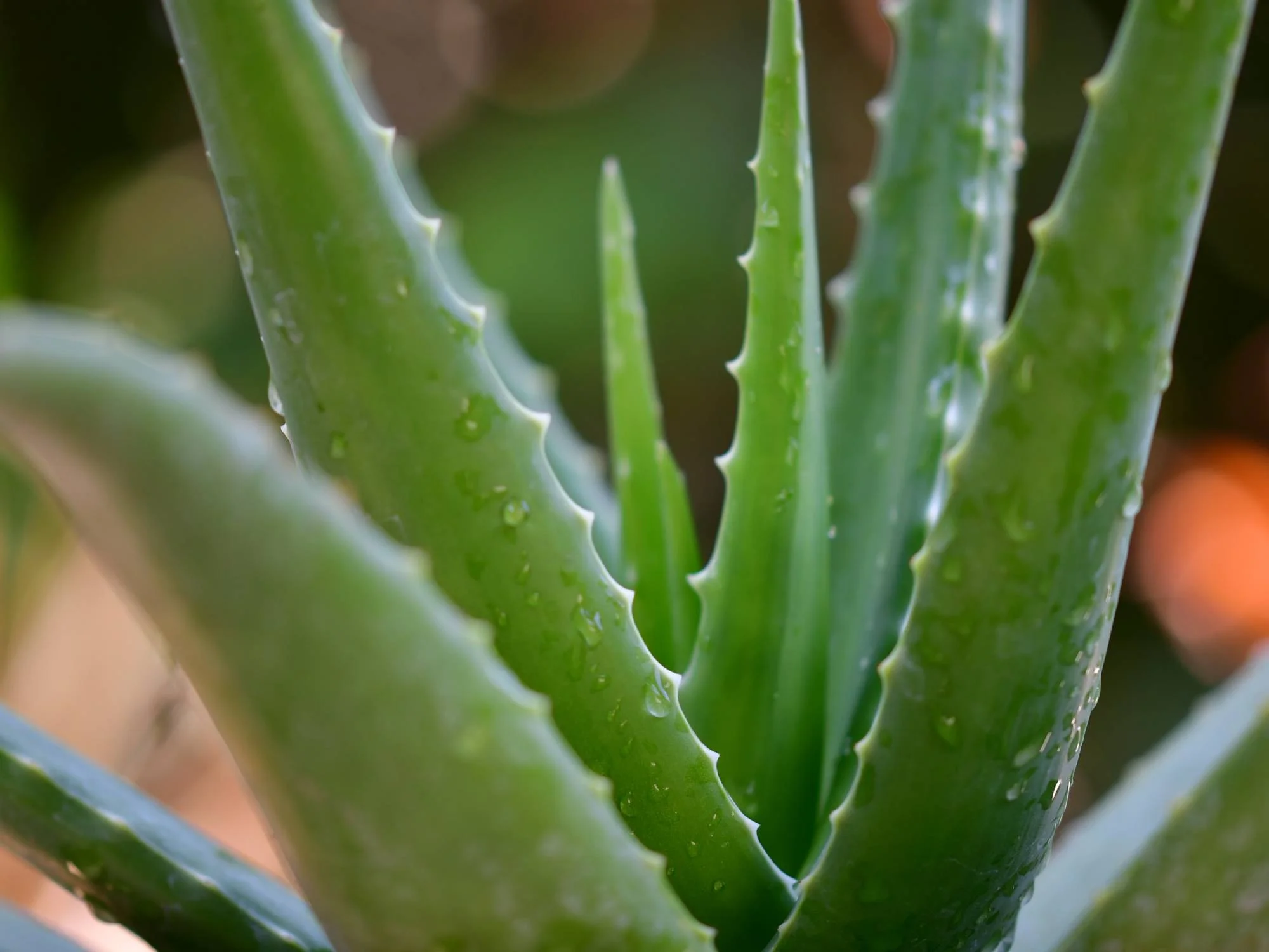 Unabhängiger Distributor von Forever Living Products: Die Vorteile von Aloe Vera Gelly Gel für Ihre Haut