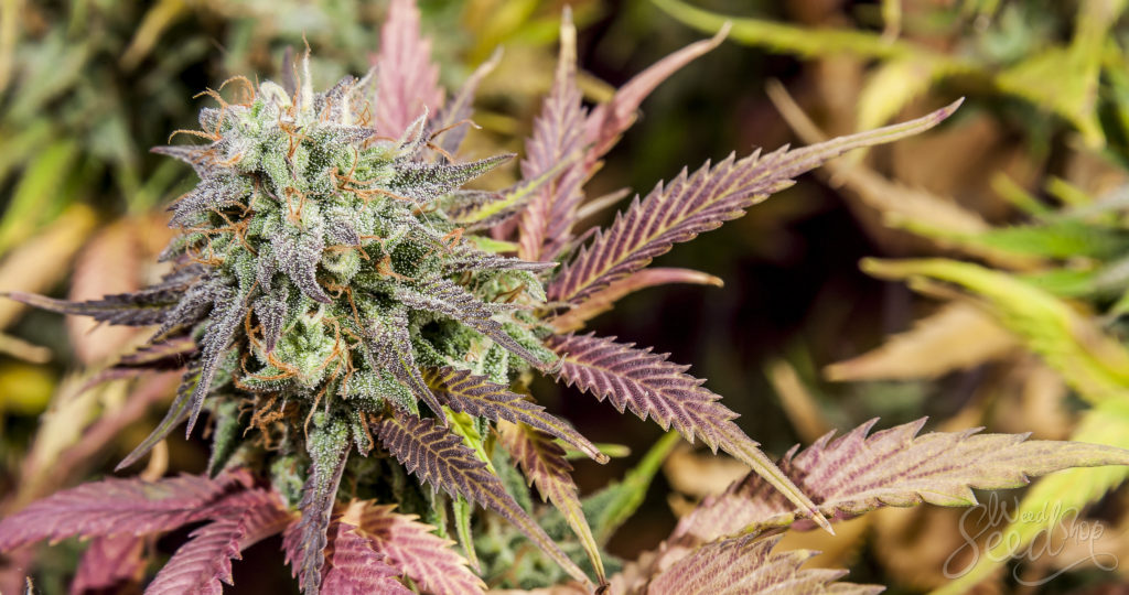 Gratis Cannabis Samen in sozialen Netzwerken
