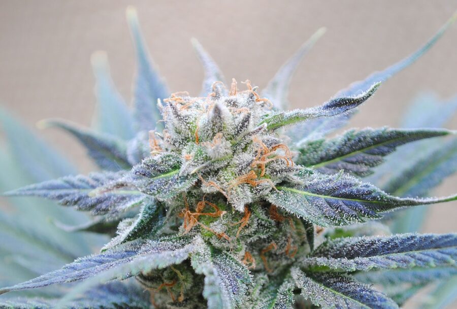 Innovative Rezepte mit Cannabis Samen