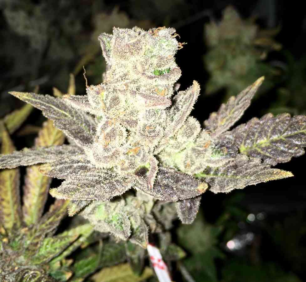 Wissenswertes über Rhino Cannabis Samen
