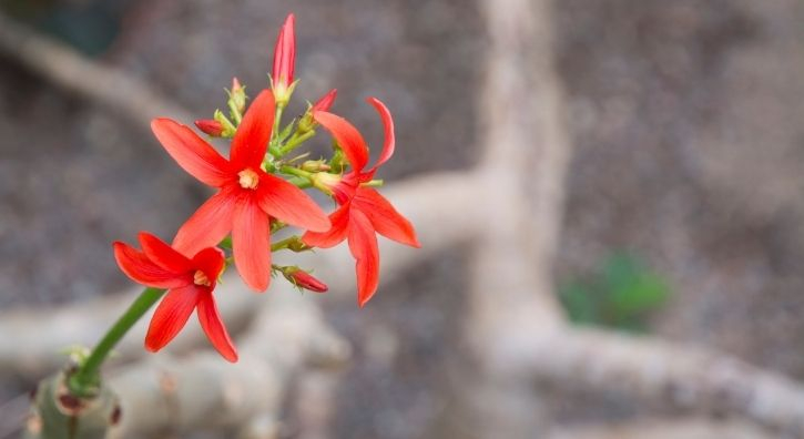 Gesundheit aus der Natur: Huanarpo Macho Benefits für Männer