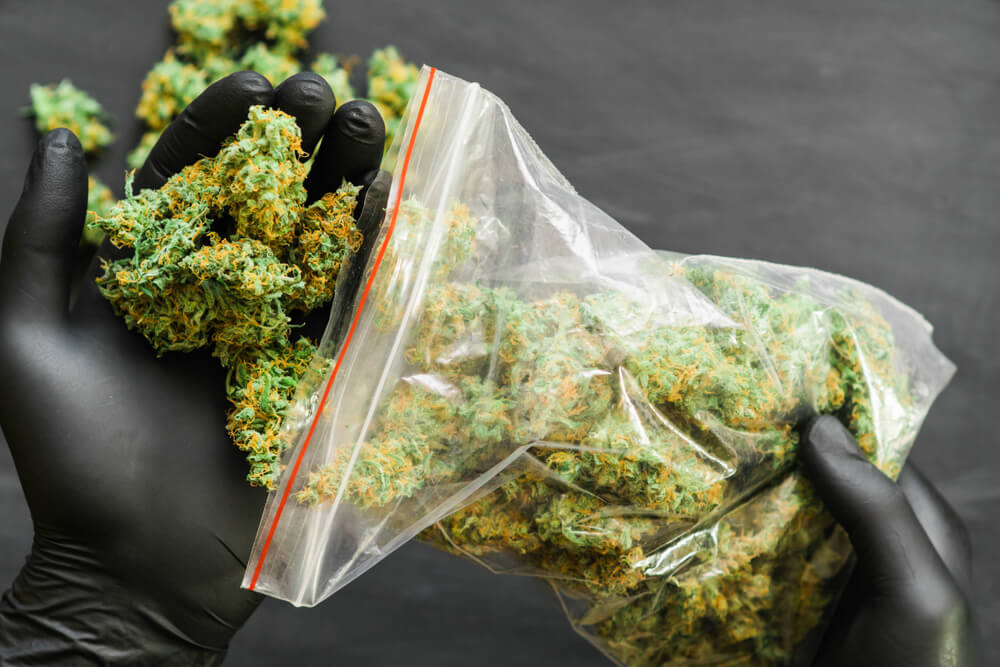 Was macht Cannabis Sativa so besonders?