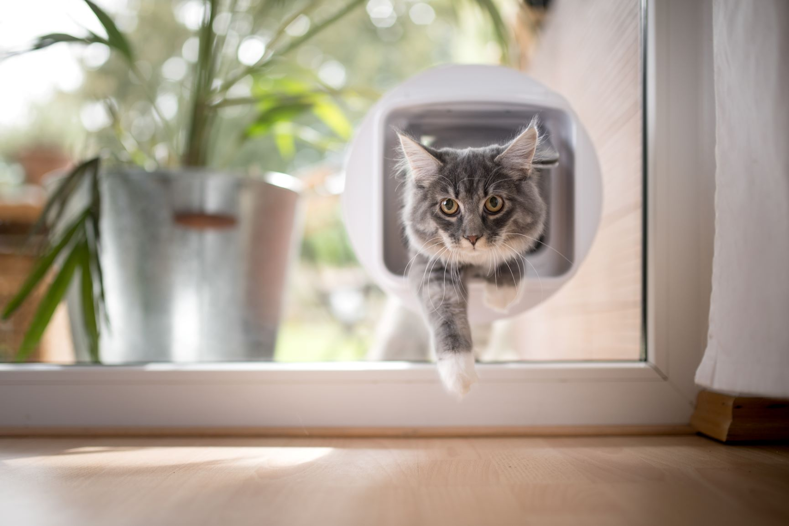 Wie die Installation einer Katzenklappe die Unabhängigkeit und den Komfort Ihrer Katze verbessern kann